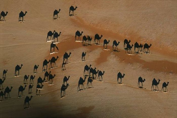 were being followed by a camel shadow a camel shadow