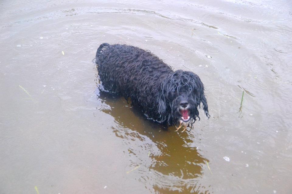 wet dog