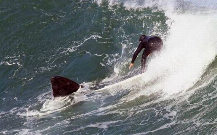 whales make the best surfboards