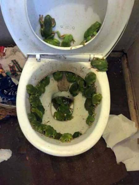 what my toilet looks like after i eat at a french restaurant