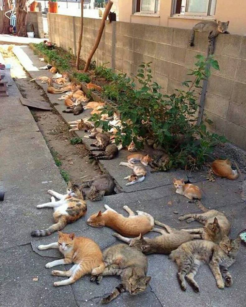 when a cat hoarder gets kicked of the house