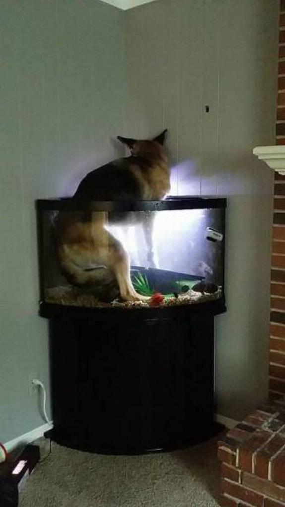 when you train your dog to use the toilet but he gets easily confused