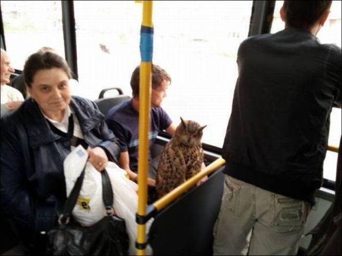 who are you looking at get it because he s an owl