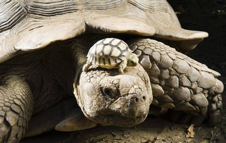 yo dawg we heard you like turtles